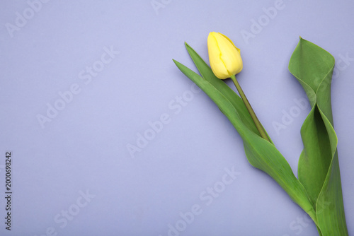 Yellow tulip on purple background. Space for text