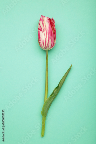 Pink tulip with white stripes on mint background. Vertical photo