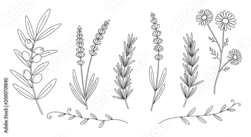 A vector illustration of various botanical line art plants and flowers in a decorative arrangement.