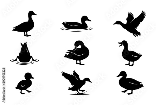 Foto Duck silhouette set with 9 vector icons, wild mallard waterfowl in various poses