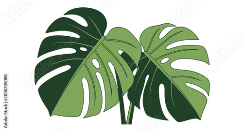 Two Lush Green Monstera Leaves Illustration on Isolated White Background