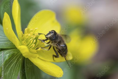 Winter aconite (Eranthis hyemalis) with garden wedge-spotted hoverfly (Eristalis lineata), Emsland, Lower Saxony, Germany