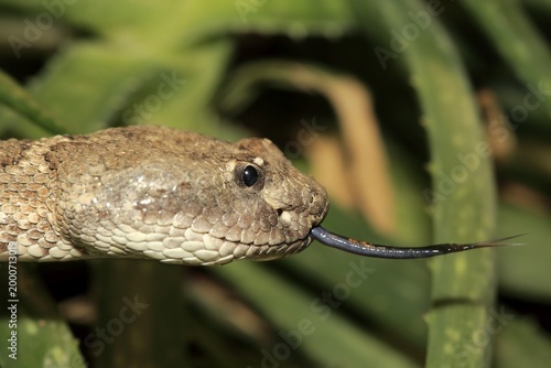 Western rattlesnake or prairie rattlesnake (Crotalus viridis), adult flickering tongue, portrait, found in North America, captive