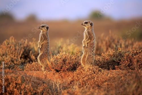 Meerkat (Suricata suricatta), adult, two animals, standing upright, alert, Oudtshoorn, Western Cape, South Africa