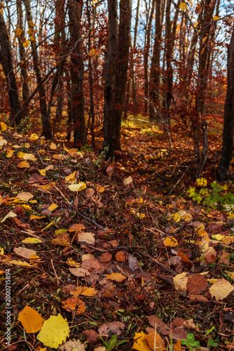 The nature in the wood of Sirente Velino park	