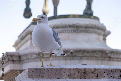 Seagull on monument in Rome