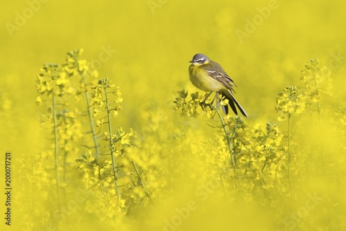 Yellow wagtail (Motacilla flava) sitting on rape blossom, Hesse, Germany