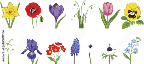 Hand-Drawn Spring Wildflower Collection with Daffodil Tulip Poppy Iris Pansy and Garden Blooms Vector Set