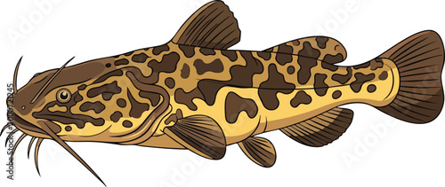 Spotted catfish fish illustration with aquatic animal freshwater fish bottom feeder game fish scientific illustration catfish family freshwater wildlife illustration creature swimming