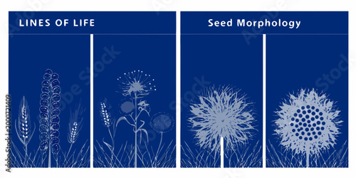 botanical illustrations with seed morphology and lines of life on blue background high quality professional