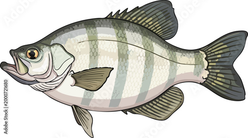 Black crappie fish illustration with freshwater fish game fish aquatic life sport fishing food source wildlife ichthyology fictional illustration underwater side view educational