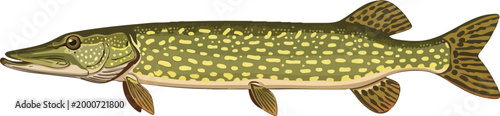 Northern pike fish illustration with freshwater fish game fish aquatic life sport fishing food source long body pointed snout predator wildlife ichthyology fictional illustration