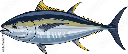 Detailed illustration of a yellowfin tuna fish side view with yellowfin wildlife swimming ichthyology predator saltwater gamefish commercial isolated illustration realistic ecosystem