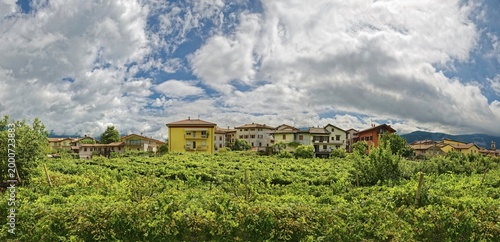 Vineyard at Sacco, Sacco, Trentino-Alto Adige, Italy