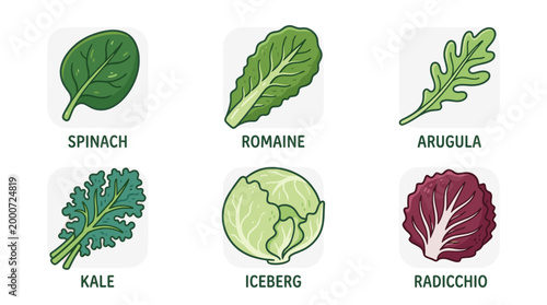 Fresh Salad Leaves Doodle Illustration Set of Green Vegetables