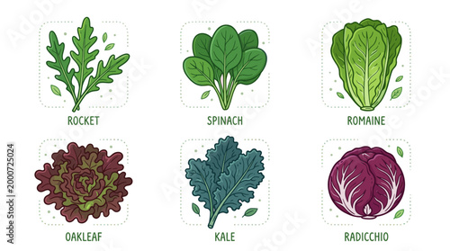Fresh Salad Leaves Doodle Illustration Set of Green Vegetables
