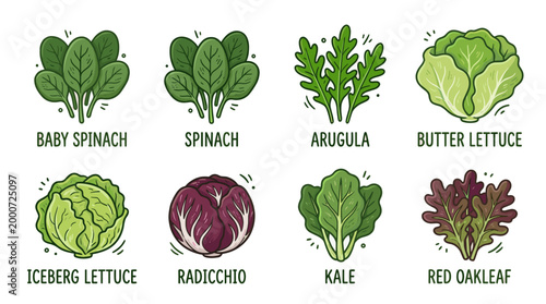 Fresh Salad Leaves Doodle Illustration Set of Green Vegetables