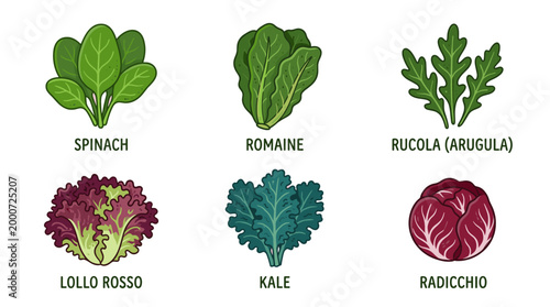 Fresh Salad Leaves Doodle Illustration Set of Green Vegetables