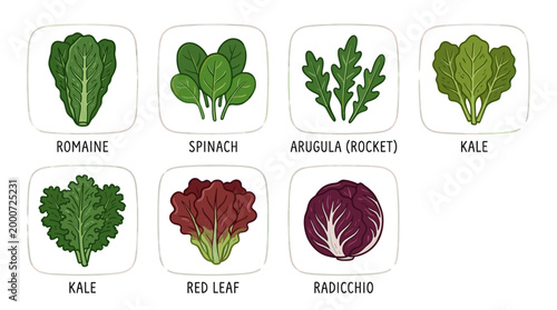 Fresh Salad Leaves Doodle Illustration Set of Green Vegetables