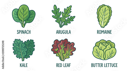 Fresh Salad Leaves Doodle Illustration Set of Green Vegetables