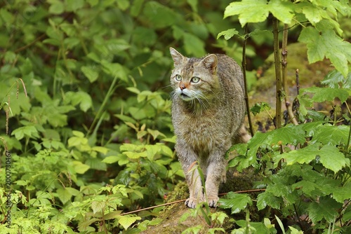 European wildcat (Felis silvestris silvestris), tomcat standing on tree trunk, captive, Switzerland
