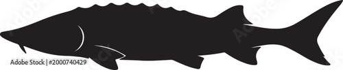 silhouette of a caviar