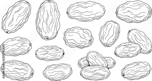 Hand drawn raisin collection vector sketch realistic wrinkled texture isolated on white background