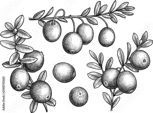 Cranberry sprig with berries and leaves. Isolated ink sketch. Hand-drawn vintage engraving illustration.