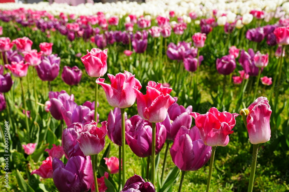 Obraz premium Vibrant Tulip Fields in Bloom at the Base of Mount Hood in Spring, Oregon