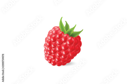 Fresh raspberry fruit illustration isolated on white background for food, dessert, and healthy concept.