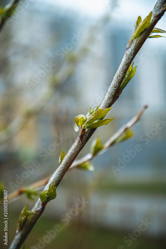 Bilde på lerret Green buds on a tree branch showing signs of new spring growth, with frozen ice
