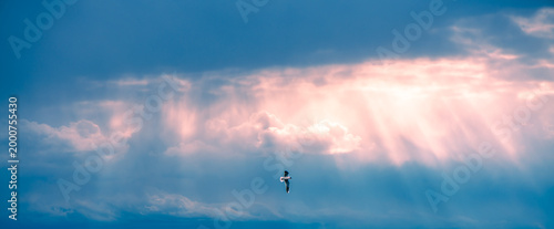 Loneliness and freedom embodied by a lone bird soaring gracefully across a dramatic sky, with sun rays piercing through colorful clouds creating a path of light and hope