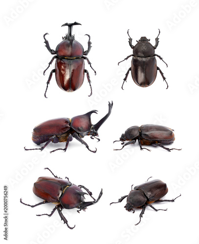 Set of male and female Kabutomushi Japanese rhinoceros beetles - Allomyrina dichotoma isolated on white background. Includes top, side, showing sexual dimorphism and anatomy.