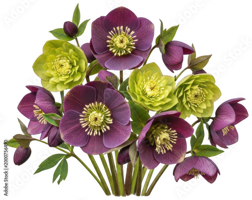 Purple Hellebore png Green Rose cutout Floral Bouquet png Winter Blossom cutout Botanical Bloom png Colorful Petal cutout Spring Perennial png Garden Plant isolated transparent background image