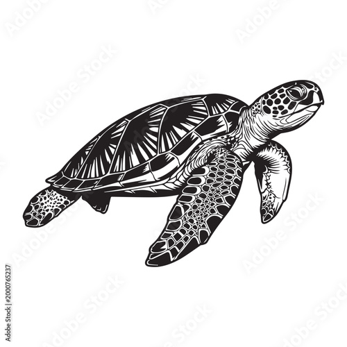 Sea turtle swimming in ocean
