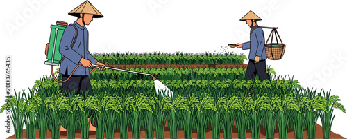 Asian farmers working in rice field spraying pesticides and sowing seeds, traditional agriculture, rural farming scene, cad drawing flat vector illustration.