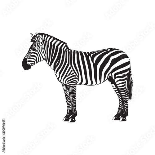 Black and white zebra standing alone