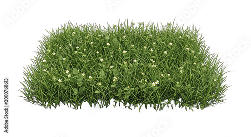 Small green bush with tiny yellow flowers