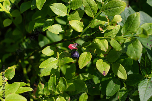 Photos Single bilberry (Vaccinium myrtillus) edible fruit plant