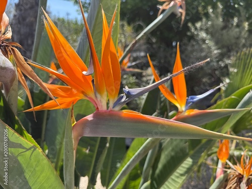 Colorful bird of paradise flower macro close up