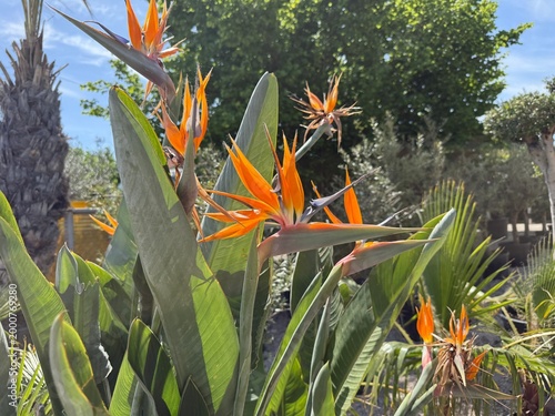 Colorful bird of paradise flower macro close up