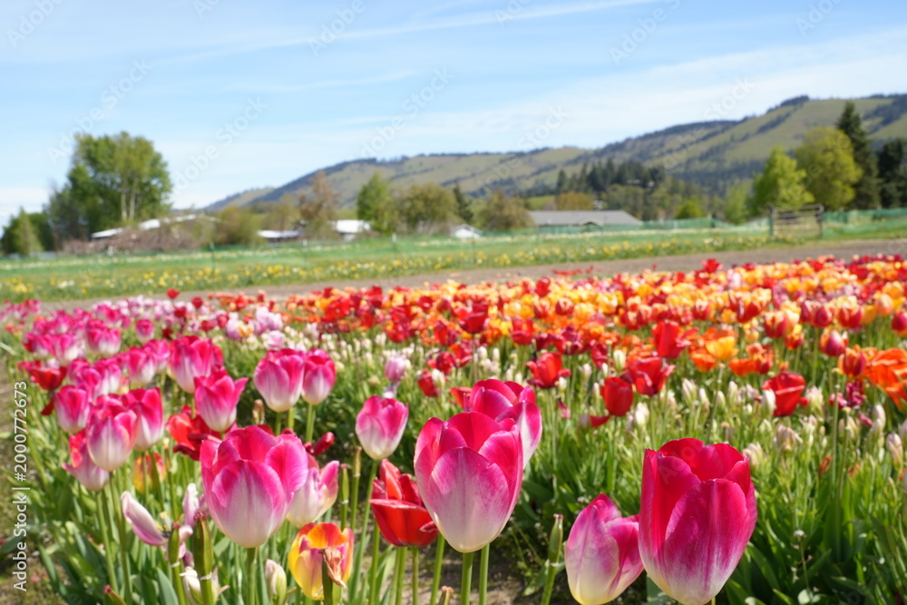 Fototapeta premium Vibrant Tulip Fields in Bloom at the Base of Mount Hood in Spring, Oregon - オレゴン州 フッド山の麓に広がる色鮮やかなチューリップ畑と春の絶景 