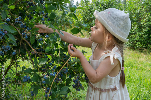 Фотография A cute young girl wearing a hat carefully picking ripe blueberries from a lush g