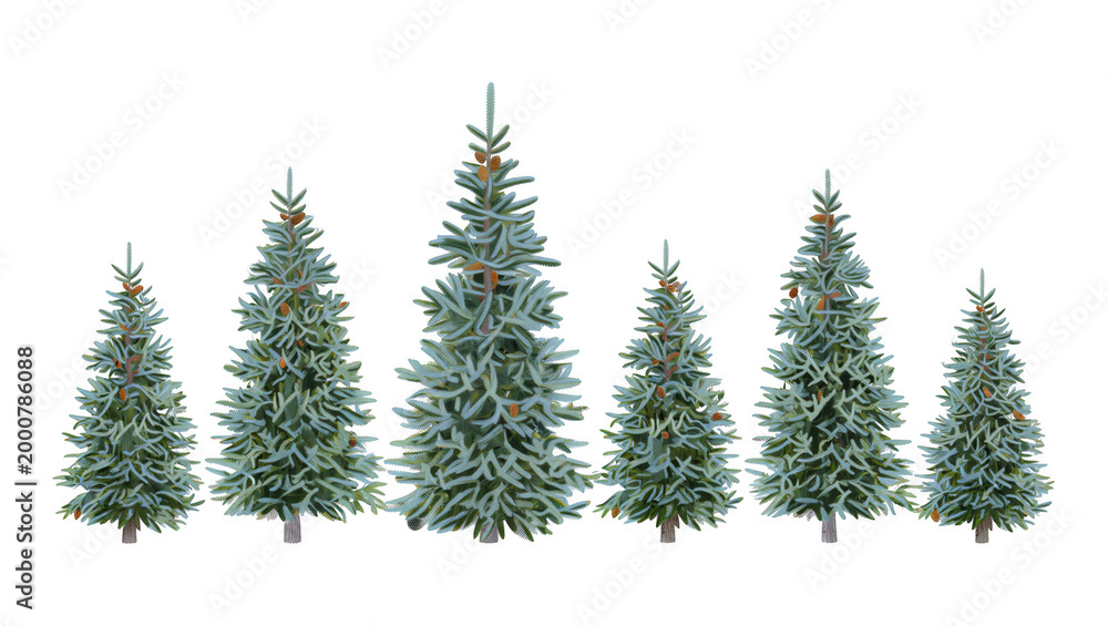 Obraz premium Group of six spruce trees with cones isolated on black background