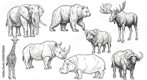 Collection of Various Wild Animals Drawings.