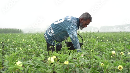 Elderly farmer harvesting okra in a green field