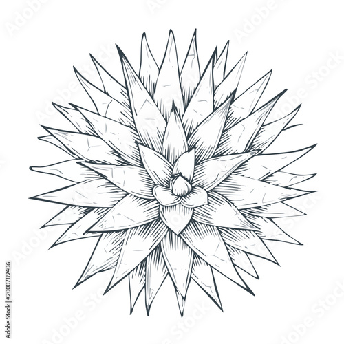 Sharp pointed leaf succulent plant sketch vector illustration with succulent botanical illustration greenery houseplant monochrome isolated ornamental sketchbook detailed decorative