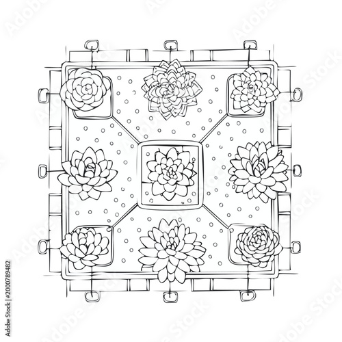 Succulent planter technical drawing layout illustration with succulent technical botanical illustration structure architectural geometric placement composition echeveria minimalist isolated