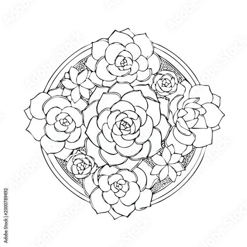 Monochrome floral succulent arrangement circle illustration with succulent arrangement botanical illustration monochrome echeveria houseplant decoration minimalist background isolated