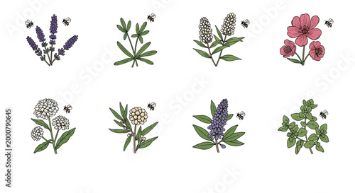 Collection of eight various herbs and flowers like lavender and oregano with small honey bees flying around each set.